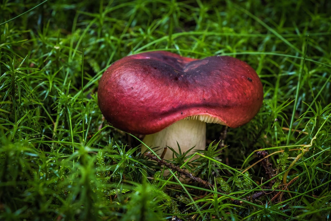 Close to the ground, even the mushrooms seem to hum.
